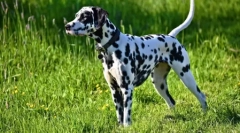 Stredné psy nie sú priemerné